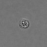 Thumbnail for dataset PBMC-timelapse-plate7_39