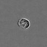 Thumbnail for dataset PBMC-timelapse-plate7_45