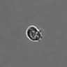 Thumbnail for dataset PBMC-timelapse-plate7_83