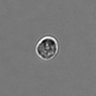 Thumbnail for dataset PBMC-timelapse-plate7_86