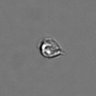 Thumbnail for dataset PBMC-timelapse-plate8_3