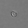 Thumbnail for dataset PBMC-timelapse-plate8_14
