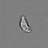 Thumbnail for dataset PBMC-timelapse-plate8_18