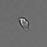 Thumbnail for PBMC-timelapse-plate8_30