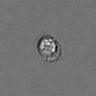 Thumbnail for dataset PBMC-timelapse-plate8_39