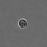 Thumbnail for PBMC-timelapse-plate8_46