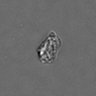 Thumbnail for dataset PBMC-timelapse-plate8_48