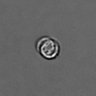 Thumbnail for dataset PBMC-timelapse-plate8_55