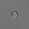 Thumbnail for dataset PBMC-timelapse-plate8_56