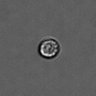Thumbnail for PBMC-timelapse-plate8_58