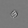 Thumbnail for dataset PBMC-timelapse-plate8_61