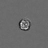 Thumbnail for dataset PBMC-timelapse-plate8_64