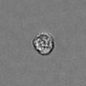 Thumbnail for dataset PBMC-timelapse-plate8_70