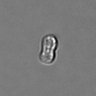 Thumbnail for dataset PBMC-timelapse-plate8_72
