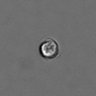 Thumbnail for dataset PBMC-timelapse-plate8_73