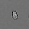 Thumbnail for dataset PBMC-timelapse-plate8_76