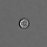 Thumbnail for dataset PBMC-timelapse-plate8_80