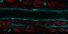 Thumbnail for dataset Fig2C_180724_ERK