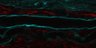 Thumbnail for dataset Fig3B_control_180714