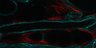 Thumbnail for dataset Fig3B_control_180718