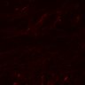 Thumbnail for dataset Figure5AB_Ptgs1KO_N1