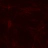 Thumbnail for Figure5C_Mixed_WT_Ptgs1Ptgs2KO_N1