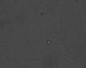 Thumbnail for dataset SuppFig5B_Tbxa2rKO3_pre