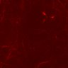 Thumbnail for dataset SuppFig6CD_Ly6G_N1