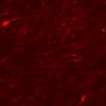 Thumbnail for dataset SuppFig6CD_macrophage_clodronate_N1