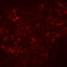 Thumbnail for dataset SuppFig6CD_macrophage_clodronate_N2