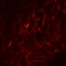 Thumbnail for dataset SuppFig6CD_NOGmice_N2