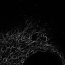 Thumbnail for dataset Fig2G_deformation_CAHS3-GFP