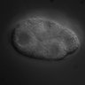 Thumbnail for dataset RNAi_Y37D8A.14_080214_03