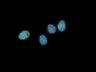 Thumbnail for dataset FigS4A_HeLaS3_Hismet-HP1aCD