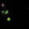 Thumbnail for FigS4B_MEF_Hismet-HP1aCD