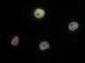 Thumbnail for dataset FigS4C_COS7_Hismet-HP1aCD-H3K9R