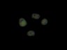 Thumbnail for dataset FigS4D_COS7_Hismet-HP1aCD-CDW41A