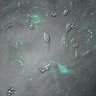 Thumbnail for dataset Figure2_Casp9_GFP_160226