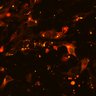 Thumbnail for dataset Figure3_Casp9_Casp3_0418-1