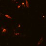 Thumbnail for dataset Figure3_Casp9_Casp3_0418-2