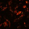 Thumbnail for dataset Figure3_Casp9_Casp3_0418-3