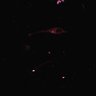 Thumbnail for FigureS3_Casp3_RFP_150728