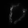 Thumbnail for dataset 7_MovieS9_under_stimulation