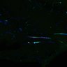 Thumbnail for dataset NG2BChR2_4459_GFPSMAa2_20X_dHP