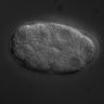 Thumbnail for dataset RNAi_Y43F4B.6_061214_03