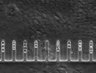 Thumbnail for dataset Fig3_200nM_MMC_TL_6