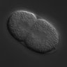 Thumbnail for dataset RNAi_Y47D3A.d_040930_01