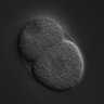 Thumbnail for dataset RNAi_Y47D3A.d_040930_02