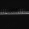 Thumbnail for dataset Fig2_sup1_ph20TxRed500_Bin2_FpLrT10_15Cp_4_Pos7