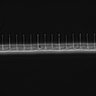 Thumbnail for dataset Fig2_sup1_ph20TxRed500_Bin2_FpLrT10_15Cp_4_Pos12